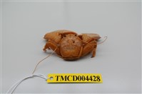 藏品(哈氏岩瓷蟹)的圖片